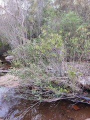 Leptospermum grandifolium