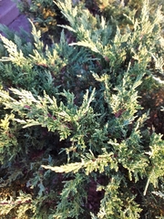 Juniperus