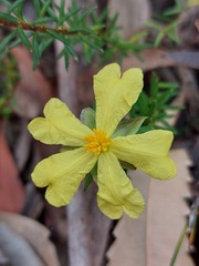 Hibbertia ericifolia