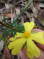 Hibbertia ericifolia