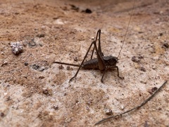 Tettigoniinae
