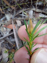 Hibbertia ericifolia