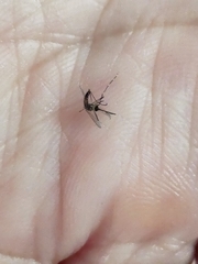Stegomyia