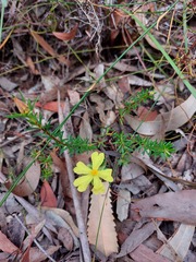 Hibbertia ericifolia