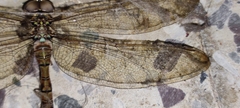 Gynacantha