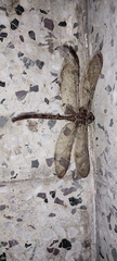 Gynacantha