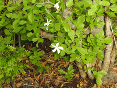 Gardenia resiniflua