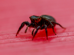 Hasarius adansoni