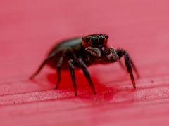 Hasarius adansoni