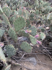 Opuntia littoralis
