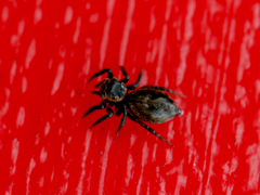 Hasarius adansoni
