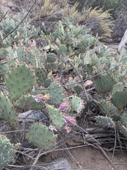 Opuntia littoralis