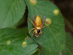 Vespa bicolor