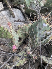 Opuntia littoralis