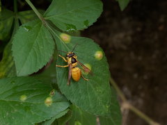 Vespa bicolor