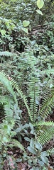 Nephrolepis exaltata