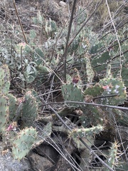 Opuntia littoralis