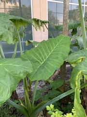 Xanthosoma sagittifolium