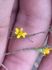 Gutierrezia sarothrae