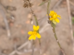 Gutierrezia sarothrae