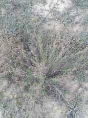 Gutierrezia sarothrae