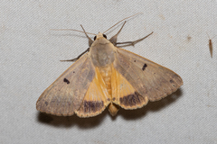 Ophiusa disjungens