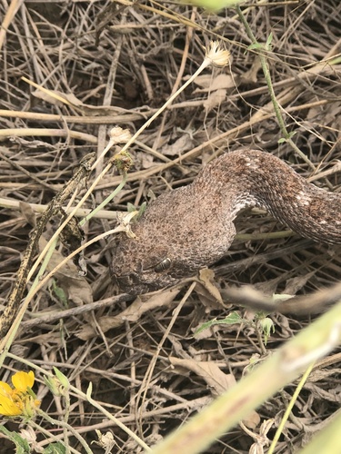 Western Diamond-backed Rattlesnake