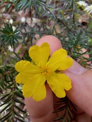 Hibbertia ericifolia