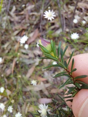 Hibbertia ericifolia