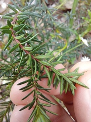 Hibbertia ericifolia