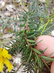 Hibbertia ericifolia