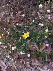 Hibbertia ericifolia