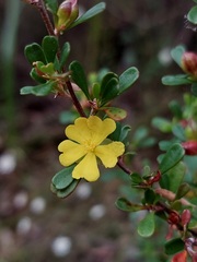 Hibbertia monogyna