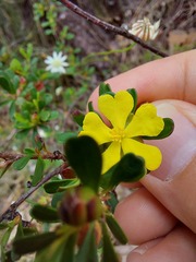 Hibbertia monogyna