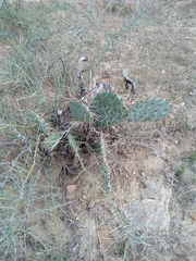Opuntia littoralis