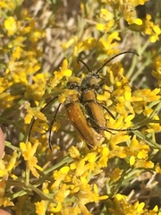 Crossidius pulchellus