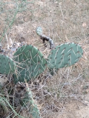 Opuntia littoralis