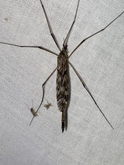 Tipula longiventris