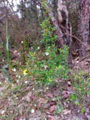 Hibbertia monogyna