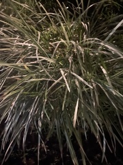 Coleataenia rigidula