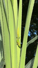 Phelsuma laticauda laticauda