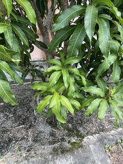 Mangifera indica
