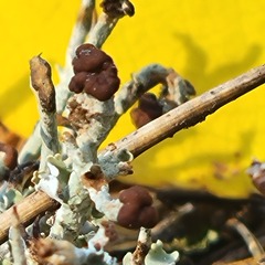 Cladonia ecmocyna