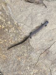 Batrachoseps nigriventris