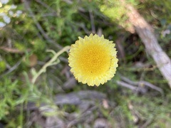 Coronidium scorpioides