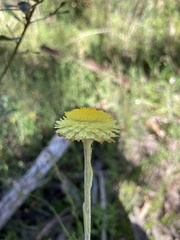 Coronidium scorpioides