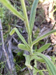 Coronidium scorpioides