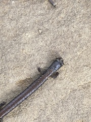 Batrachoseps nigriventris