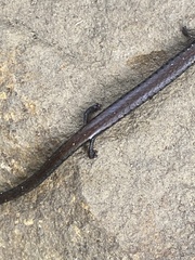 Batrachoseps nigriventris