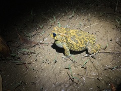 Sclerophrys gutturalis